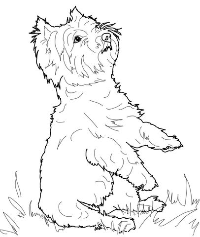 West highland white terrier coloring page free printable coloring pages dog coloring book puppy coloring pages dog coloring page