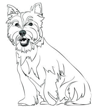 Westie vector images â browse photos vectors and video