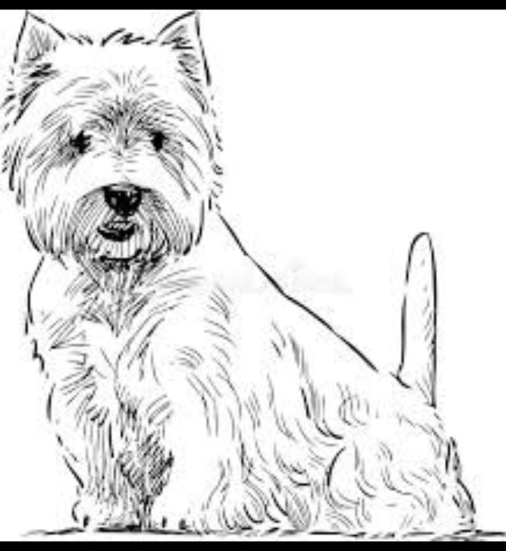 Pin by deborah borgo on drawing ideas dog paintings dog coloring page westie dogs