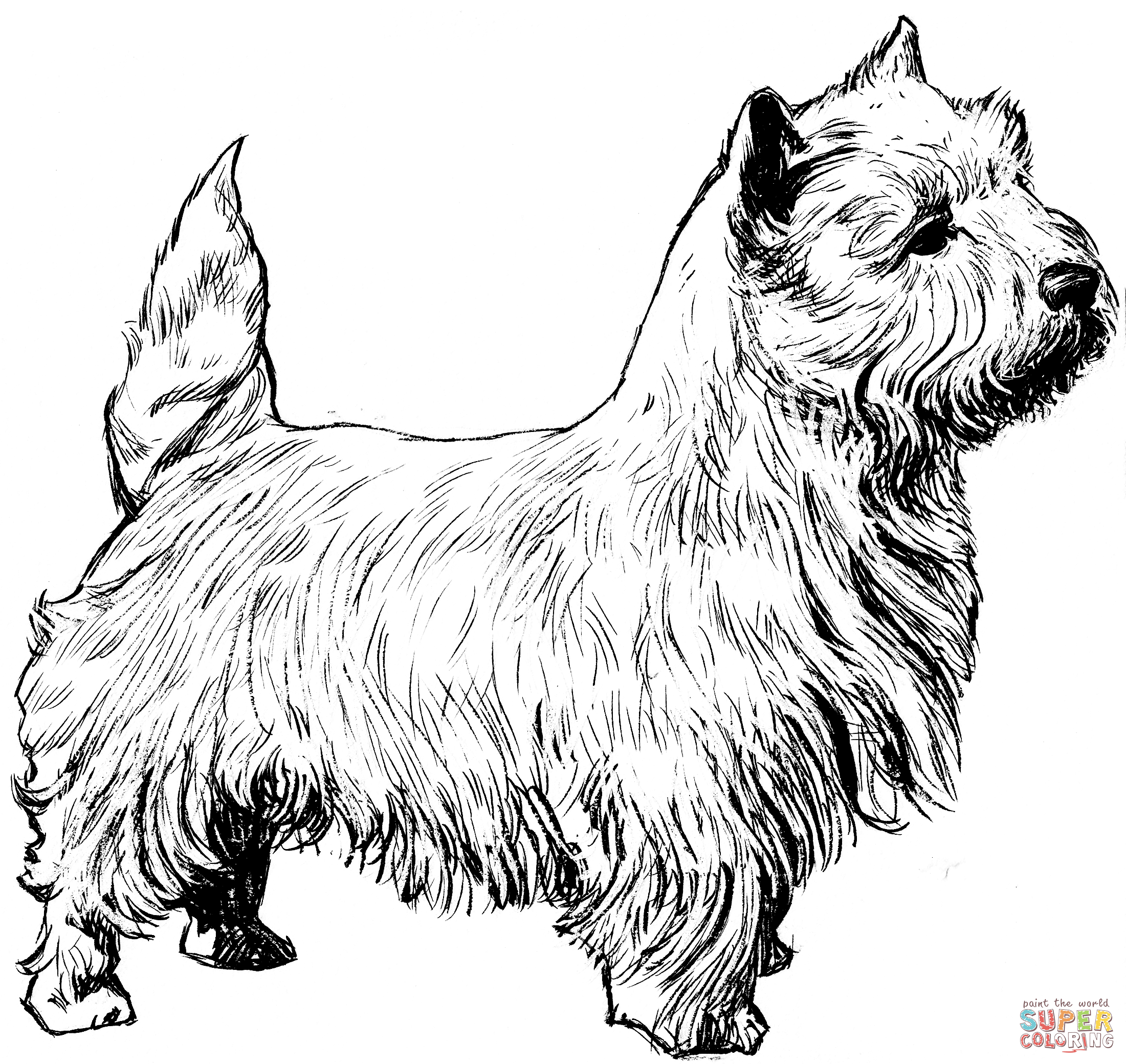 West holland white terrier dog coloring page free printable coloring pages