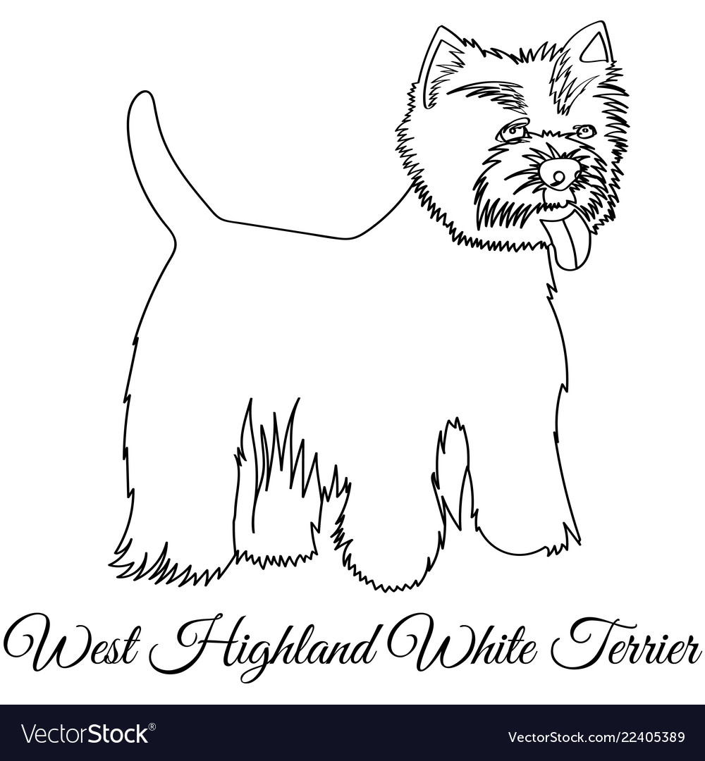 West highland white terrier dog coloring vector image