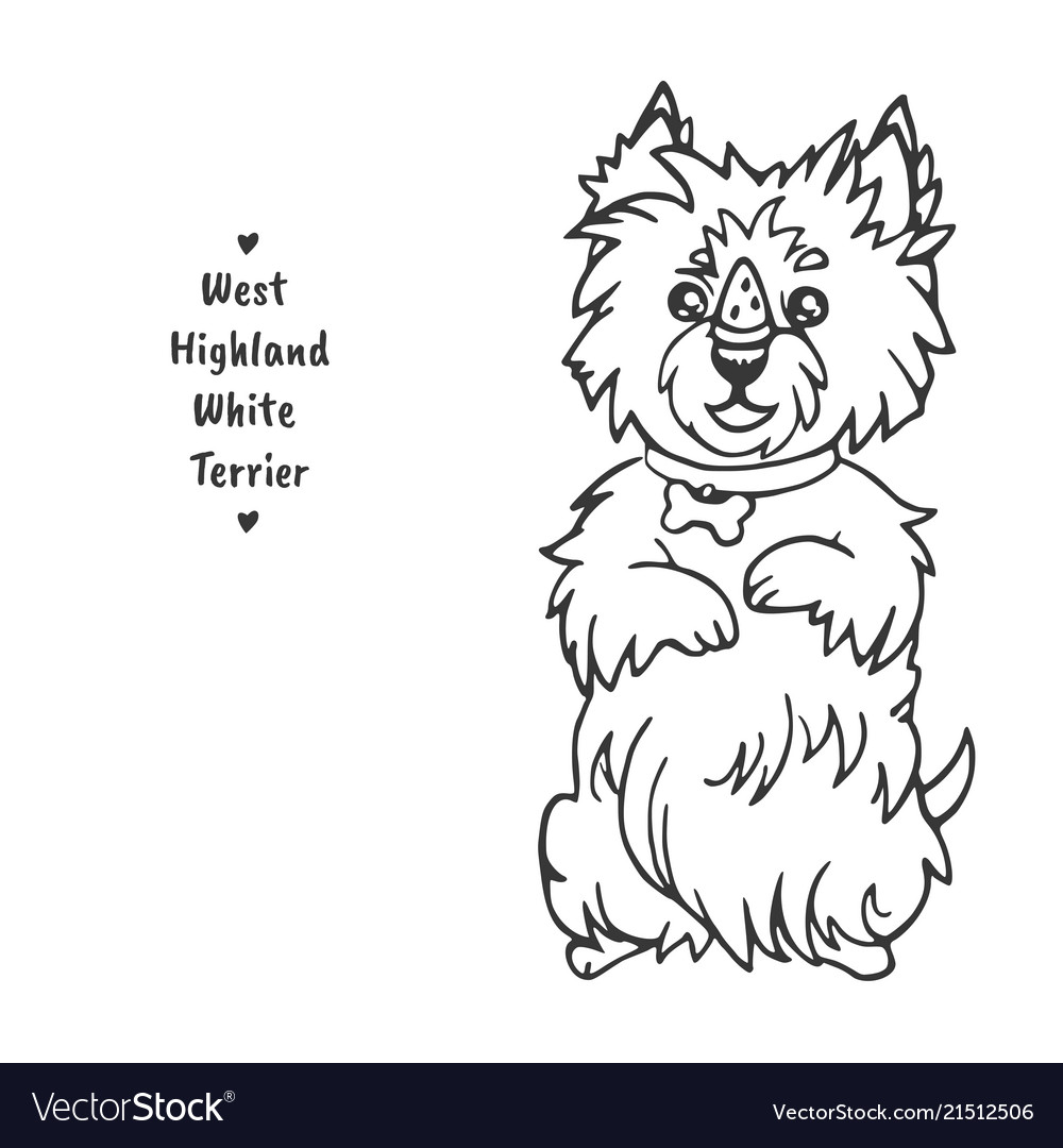 West highland white terrier sits on its hind legs vector image