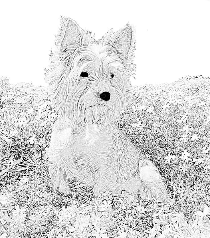 Dog coloring page coloring pages adult coloring designs