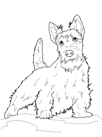 Scottish terrier coloring page free printable coloring pages