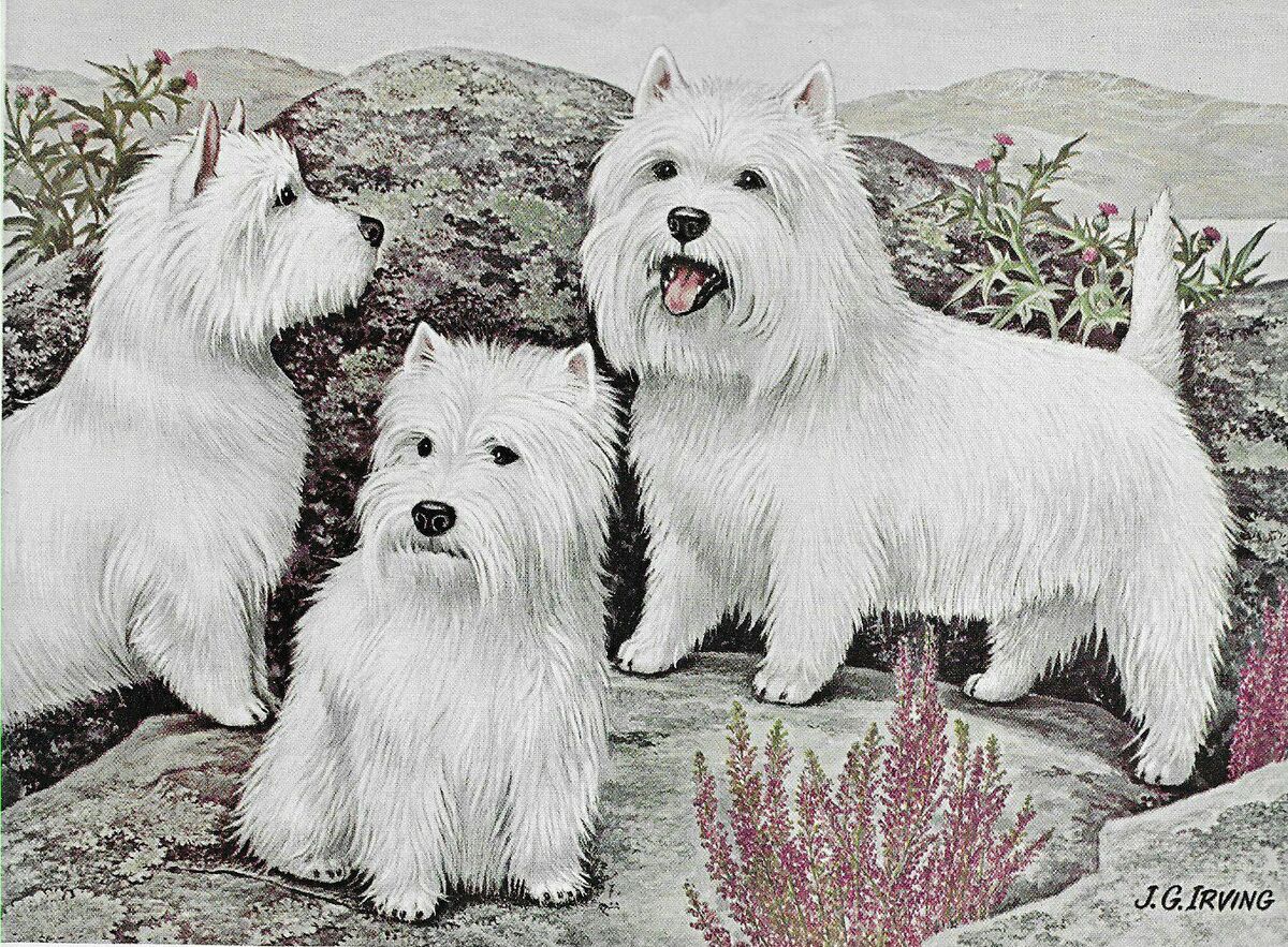 West highland white terrier