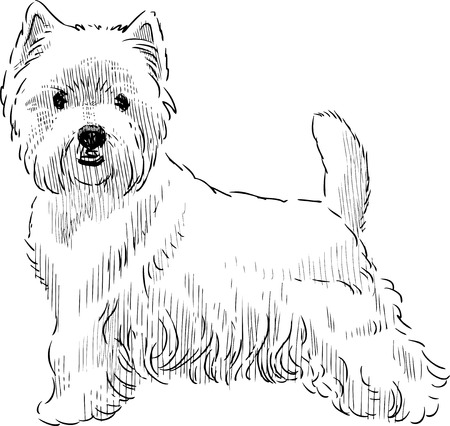 White west highland terrier cliparts stock vector and royalty free white west highland terrier illustrations