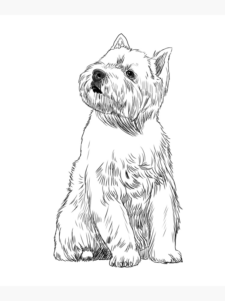 Sitting west highland white terrier dog poster by alwe