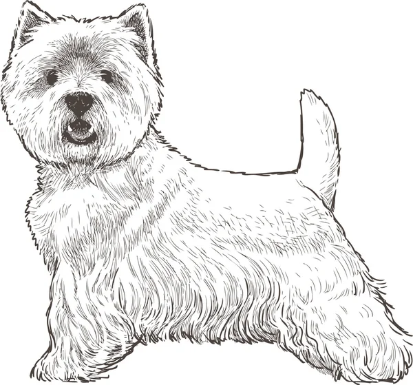 West highland white terrier vector images