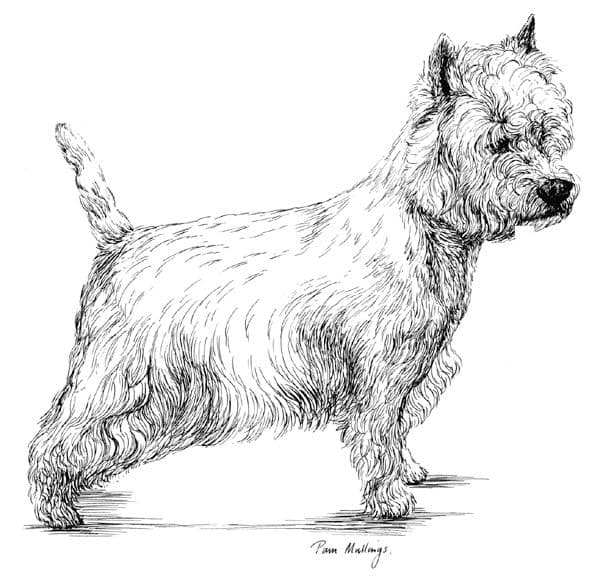 West highland terrier puppy receipt book