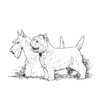 West highland and scottish terrier coloring pages