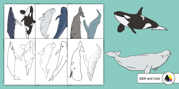Whale cutouts teacher made