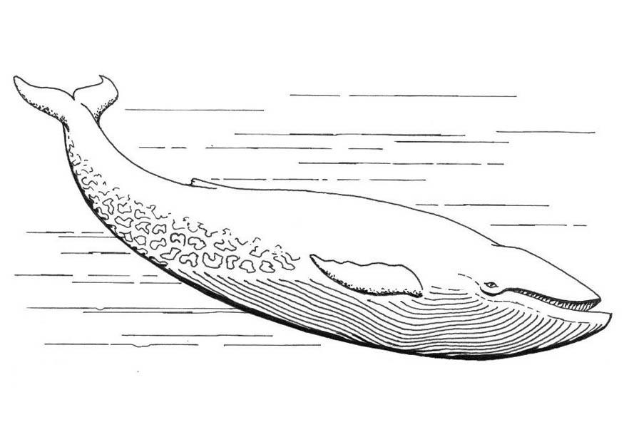 Free printable whale coloring pages for kids