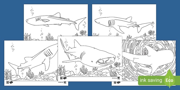 Whale sharks of qatar colouring pages teacher made