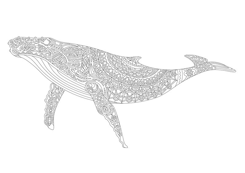 Whale line drawing images free photos png stickers wallpapers backgrounds