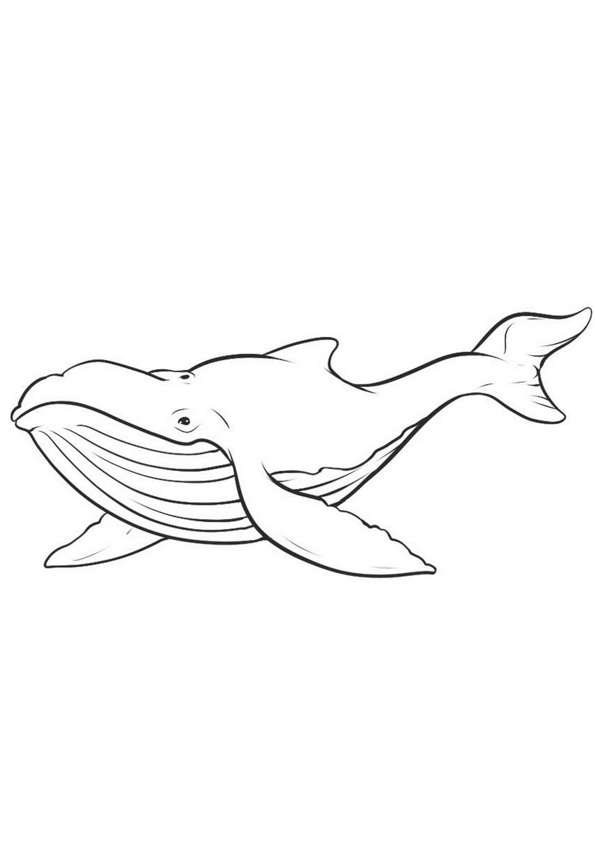 Coloring pages printable blue whale coloring pages