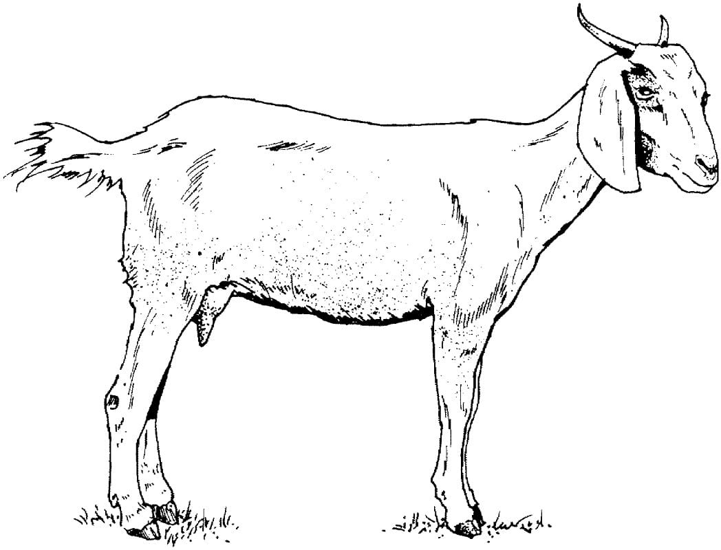 Goat image coloring page