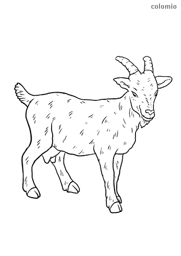 Goats coloring pages free printable goat coloring sheets