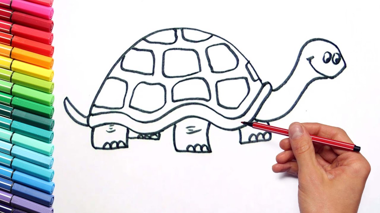 Drawing turtle color page