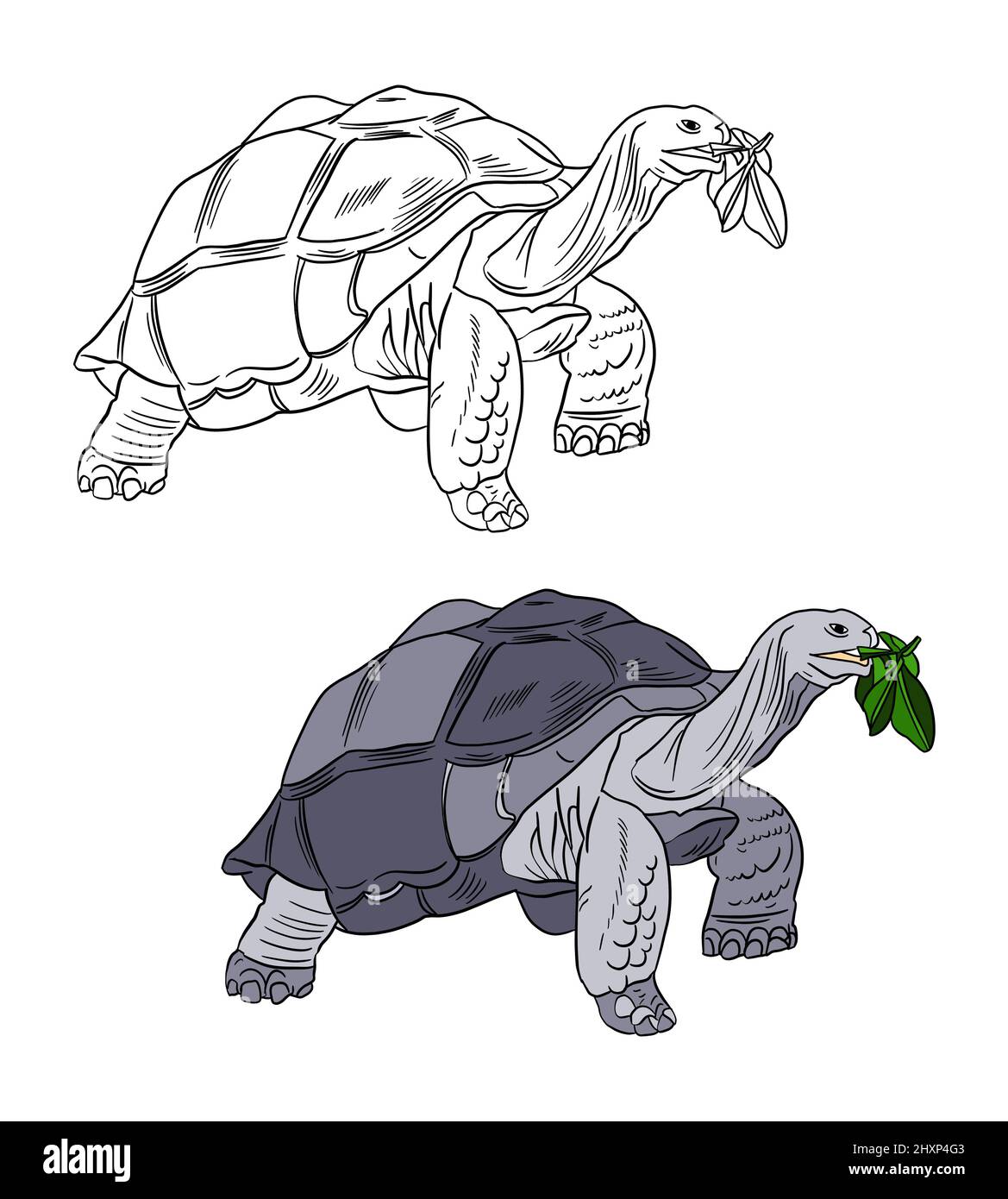 Illustration for a coloring book in color and black and white drawing of a turtle on a white isolated background high quality illustration stock photo