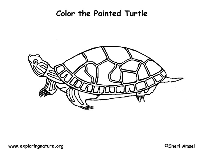 Turtle painted coloring page