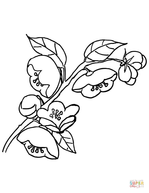 Apple blossom coloring page free printable coloring pages