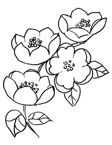 Apple blossom branch coloring page from apples category select from printable crafts â flower drawing flower coloring pages free printable coloring pages