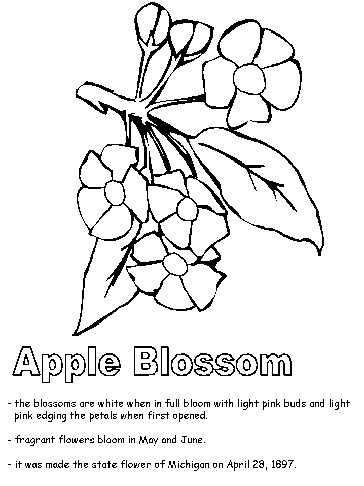 Apple blossom coloring page