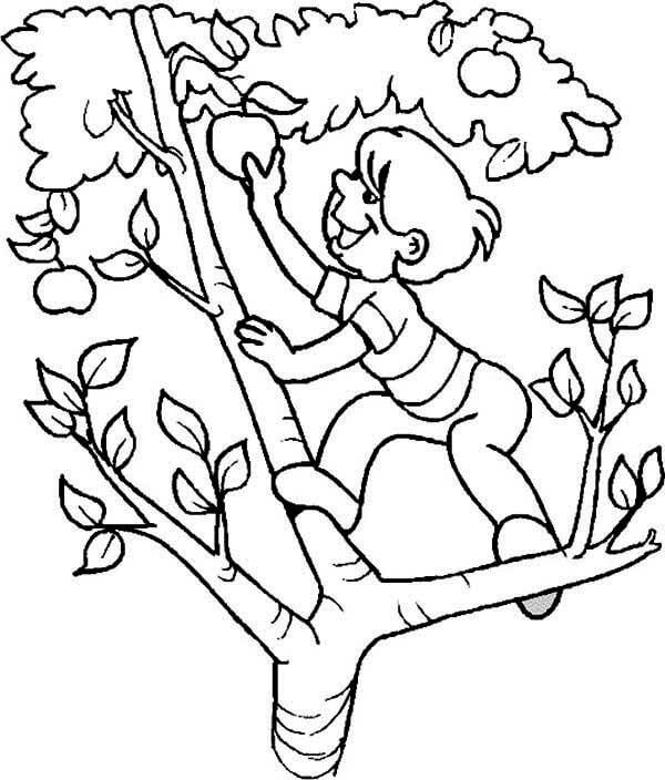 Boy climb an apple tree coloring page