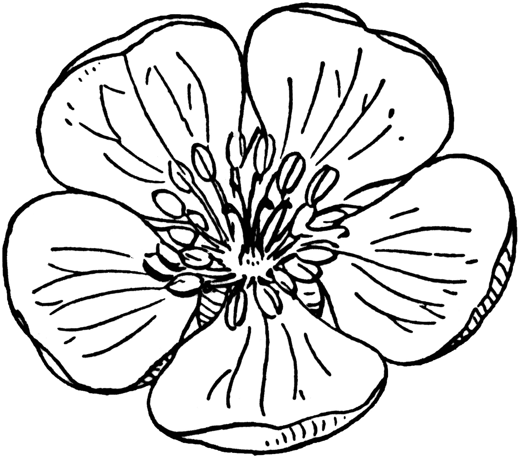 Apple flower clipart