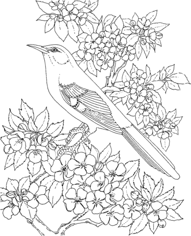 Arkansas mockingbird and apple blossom coloring page free printable coloring pages
