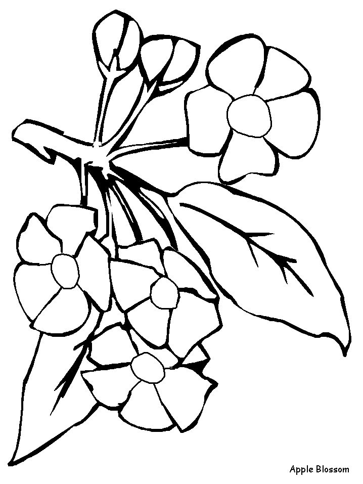 Appleblossom flowers coloring pages coloring pages flower sketches color
