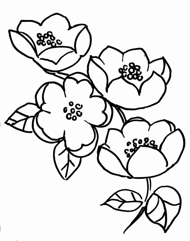 Apple tree coloring page inspirational apple blossom coloring page coloring home tree coloring page cherry blossom drawing coloring pages