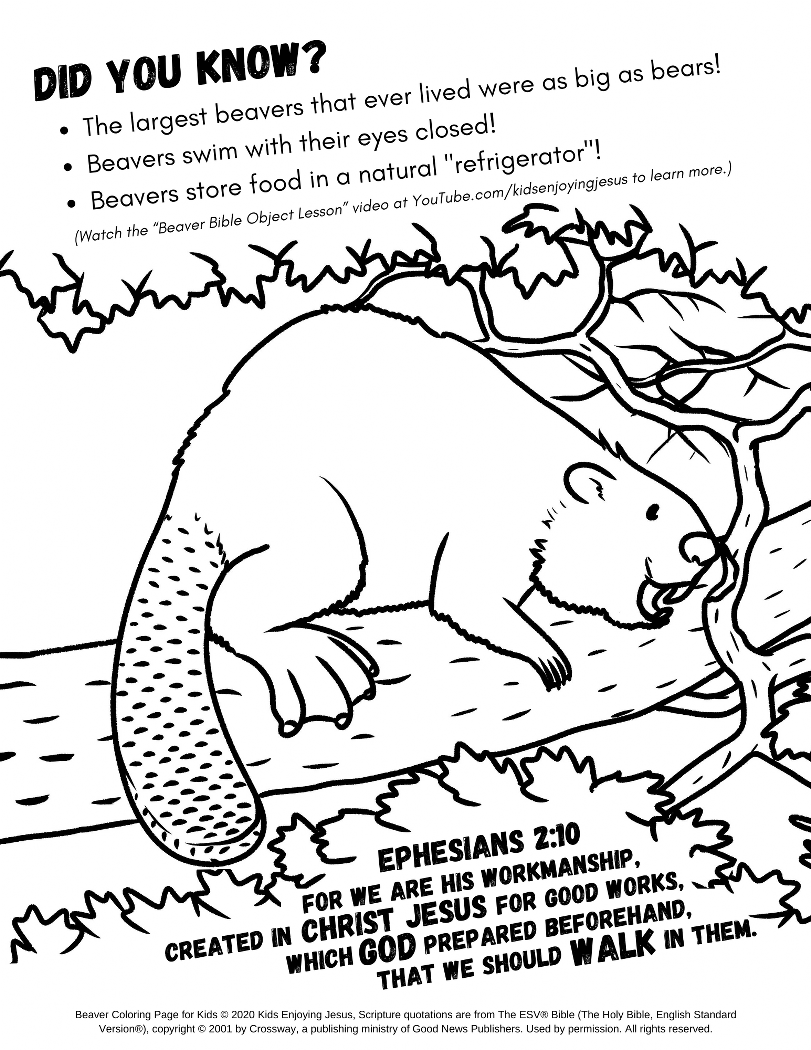 Beaver coloring page â kids enjoying jesus