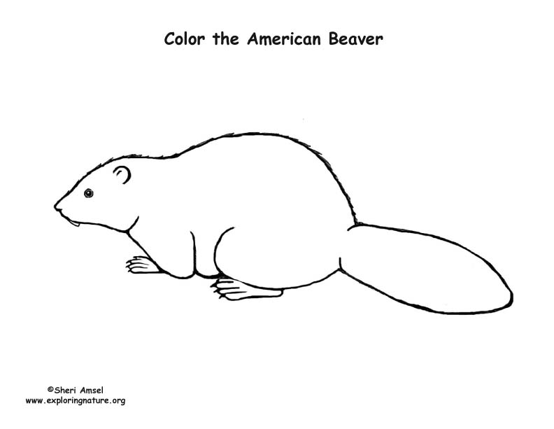 Beaver american coloring page