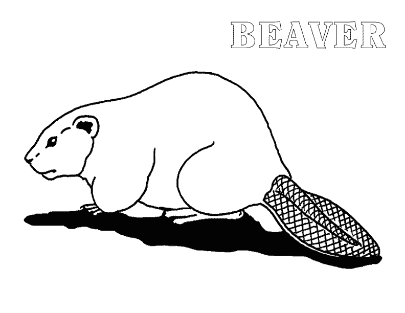 Beaver coloring page