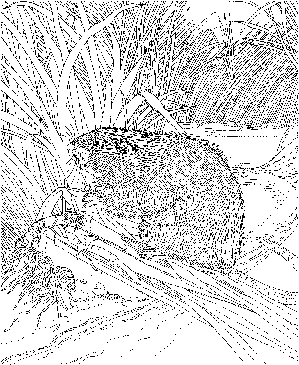 Free beaver coloring pages
