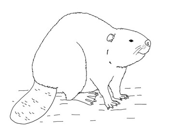 North american beaver coloring page by mama draw it tpt