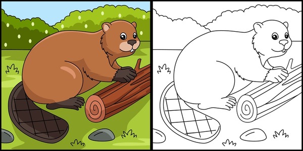 Beaver colored royalty