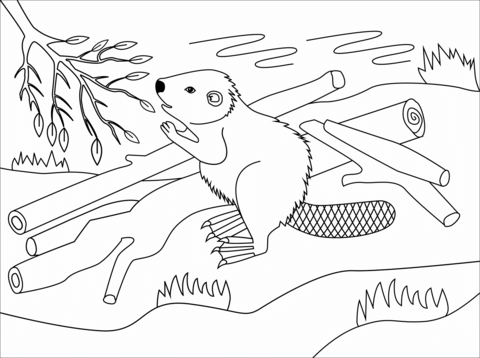 Beaver coloring page free printable coloring pages