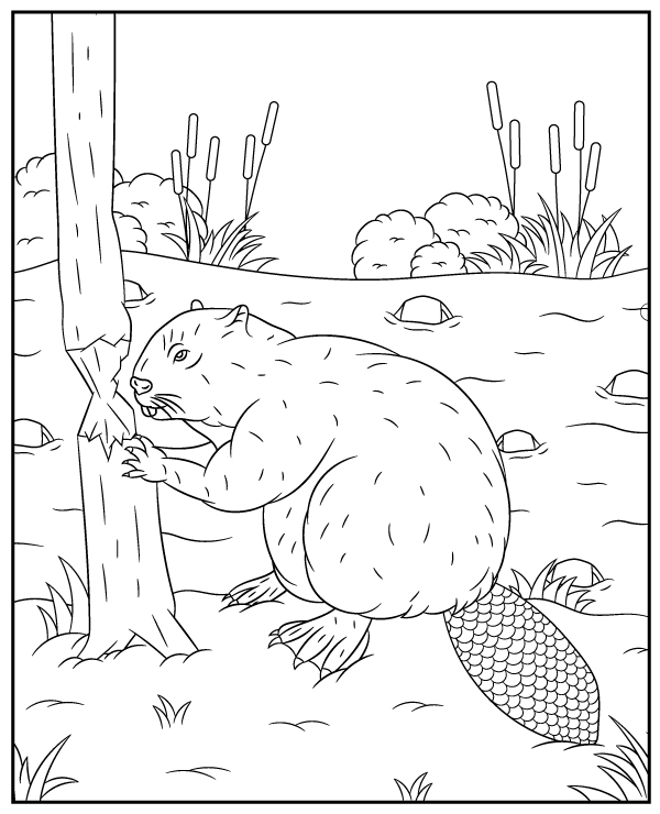 Beaver coloring page animal
