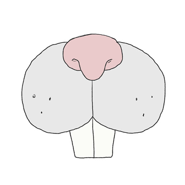 How to draw a bunny nose