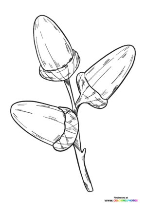 Acorn