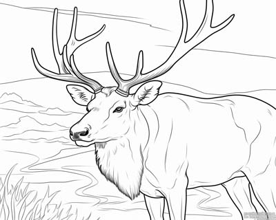 Caribou pages for kids