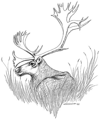 Caribou ink sketch â kerri bennett williamson