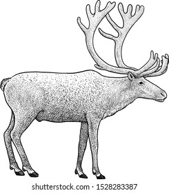 Caribou illustration drawing engraving ink line stock vector royalty free