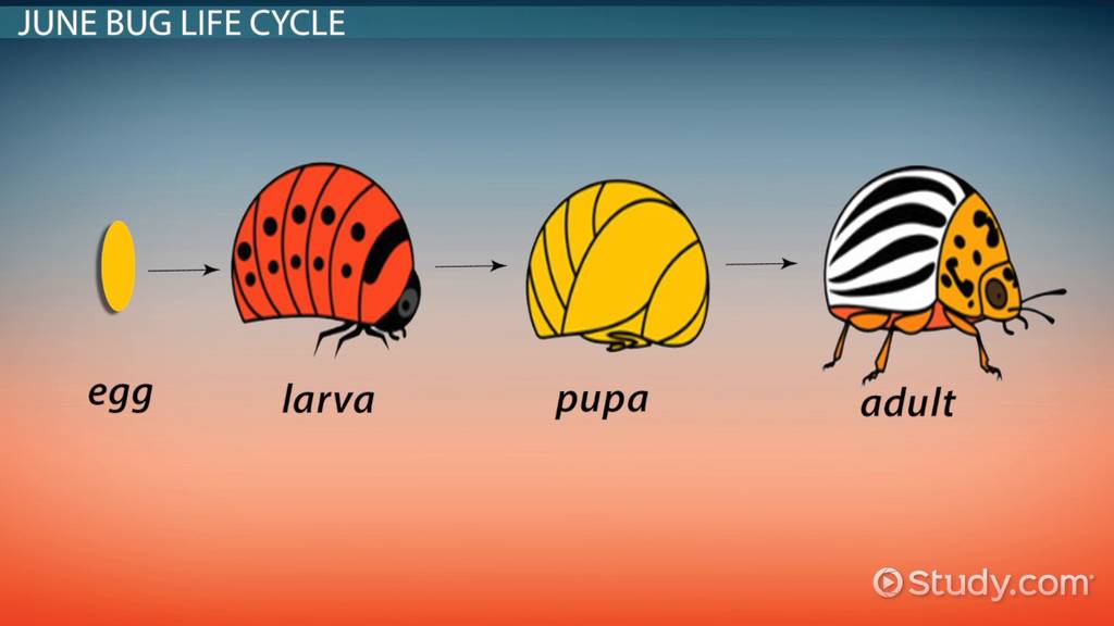 June bug life cycle facts characteristics