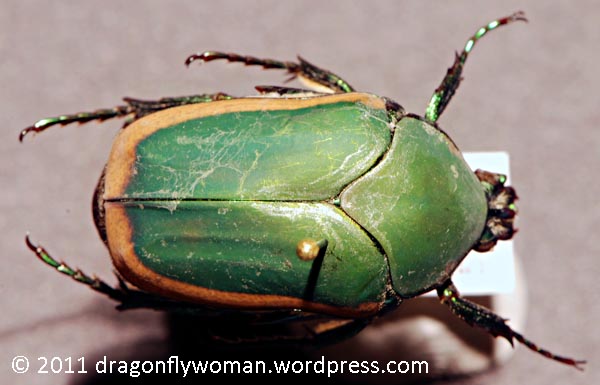 What is a june bug the dragonfly woman