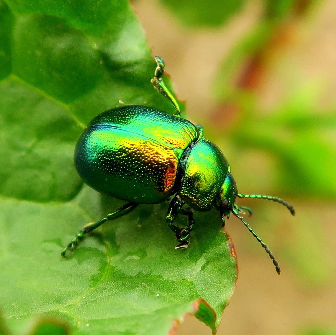 How to get rid of june bugs and grubs according to pest experts