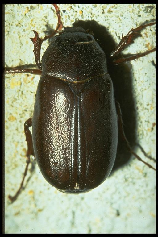 June beetle