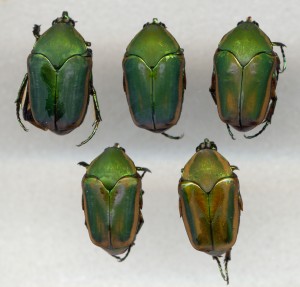 Green june beetle oklahoma state university